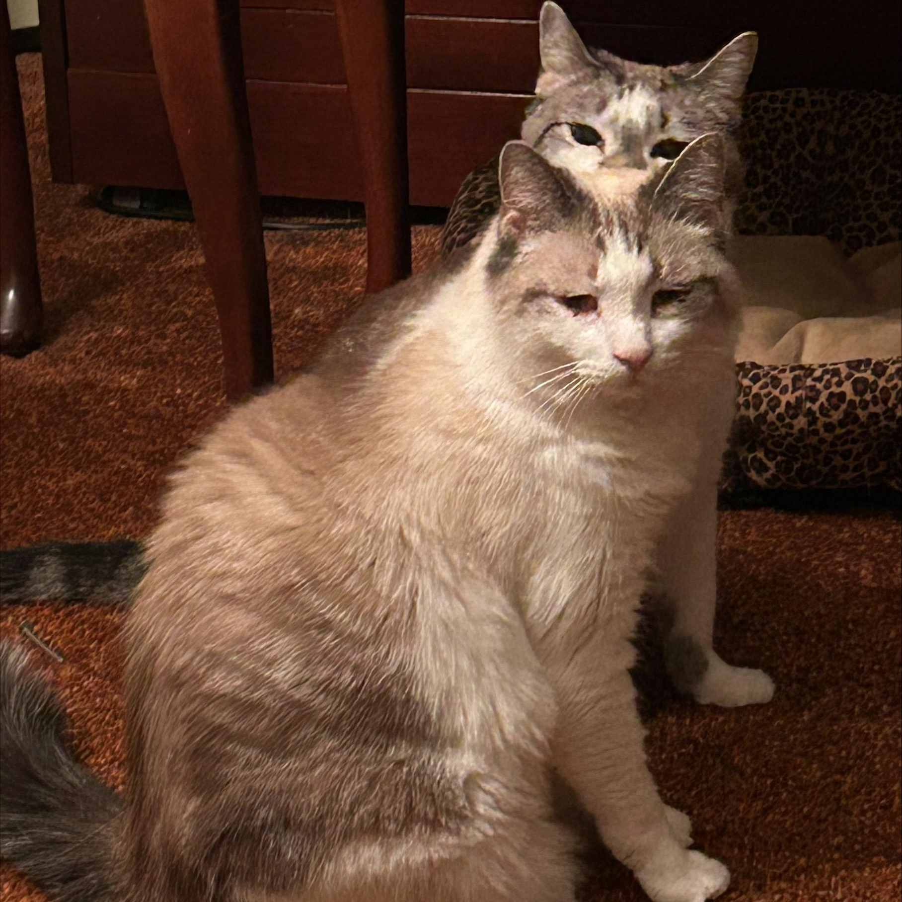 Enlarge Kip & Bella (BIOLOGICAL SIBLINGS - BONDED PAIR), a Adopted mixed breed in Scranton, PA image 4/5