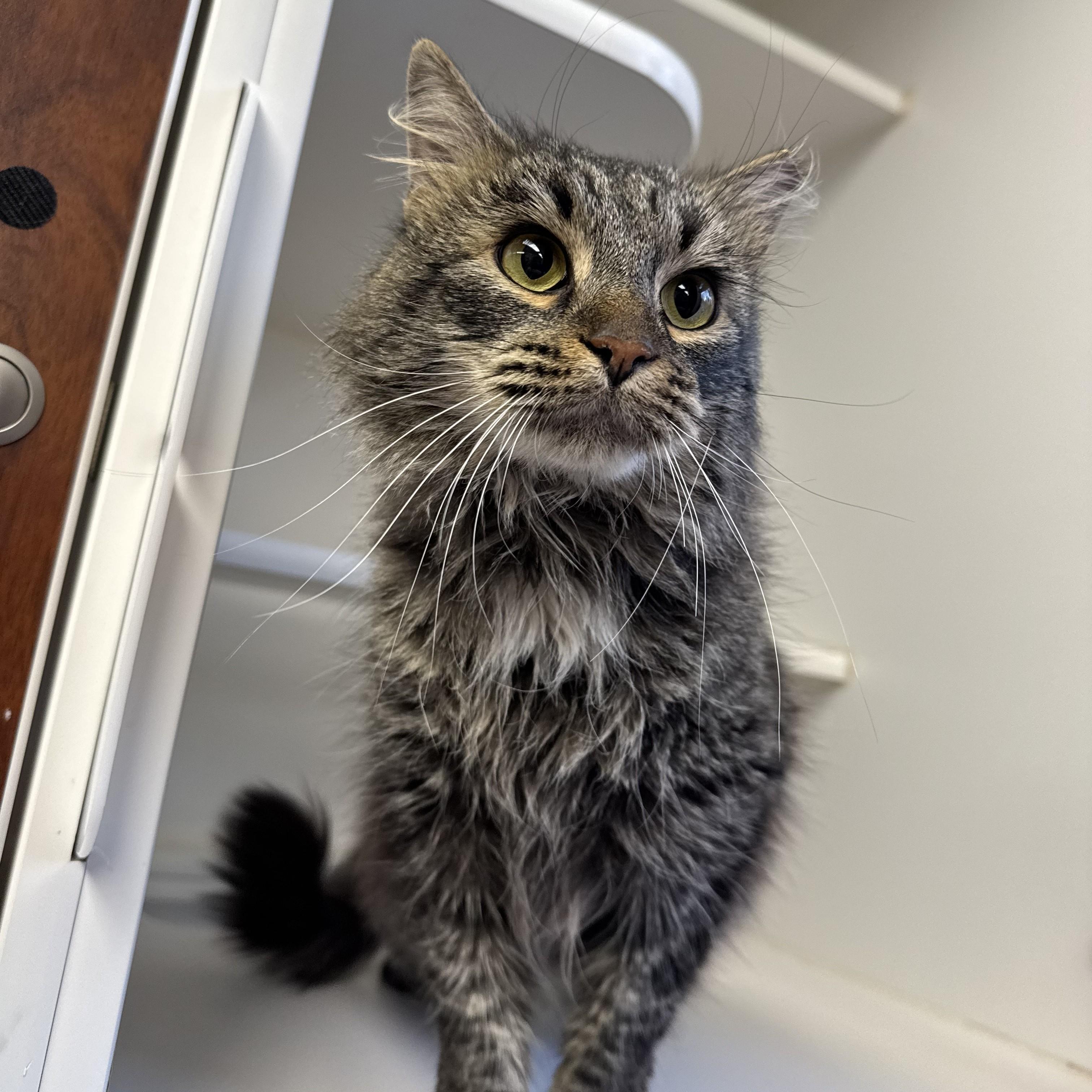 Aragorn, adopted, Adult Male Domestic Medium Hair.