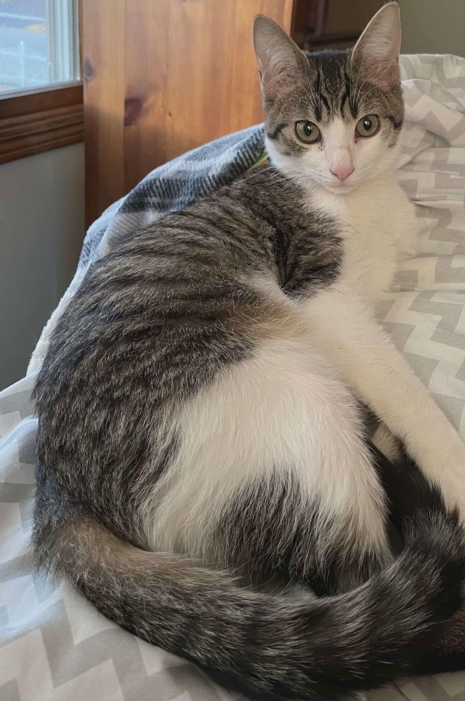 Enlarge Fisher, a Adoptable Domestic Short Hair in hinckley, IL image 1/2