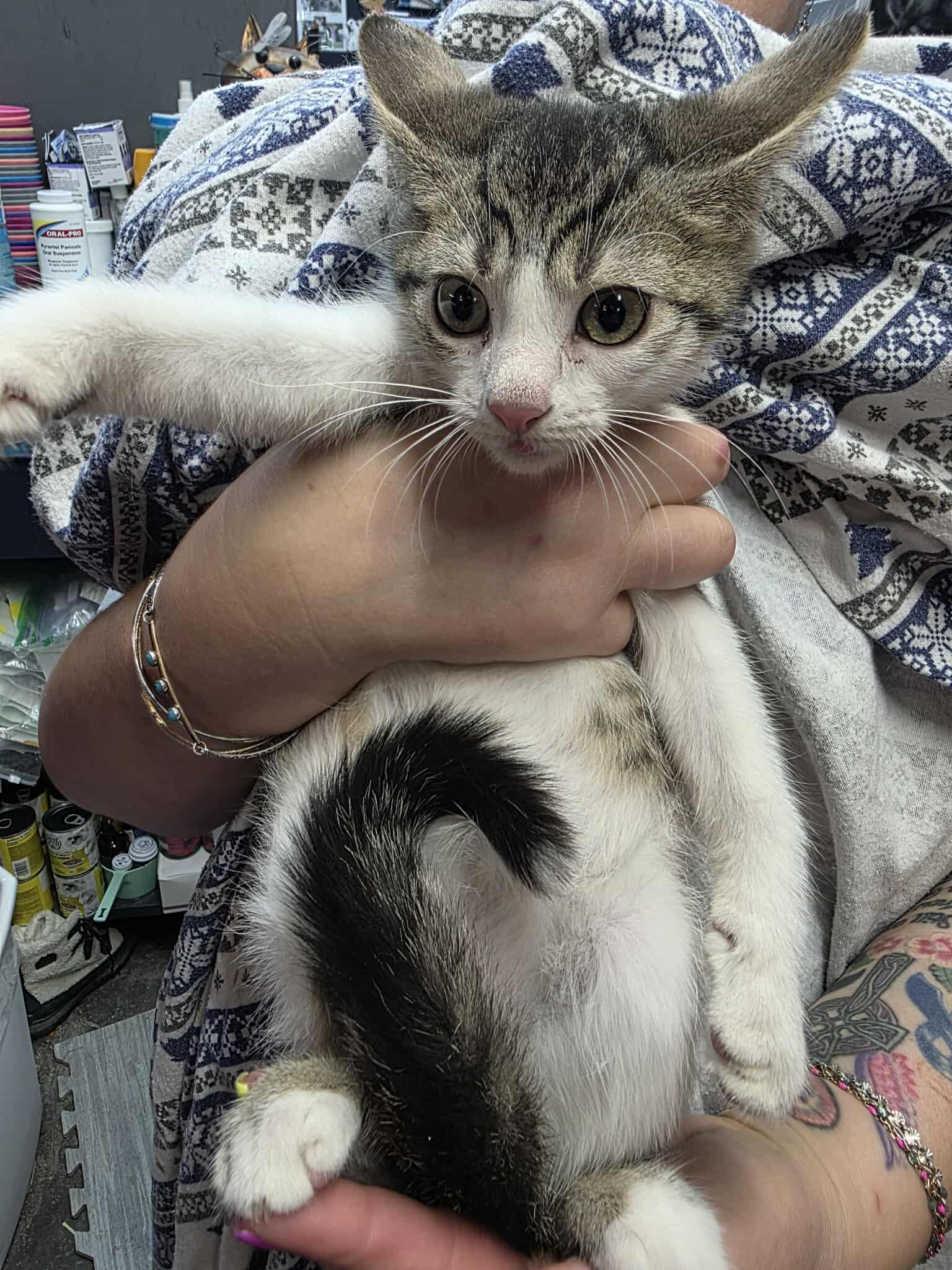 Enlarge Fisher, a Adoptable Domestic Short Hair in hinckley, IL image 2/2