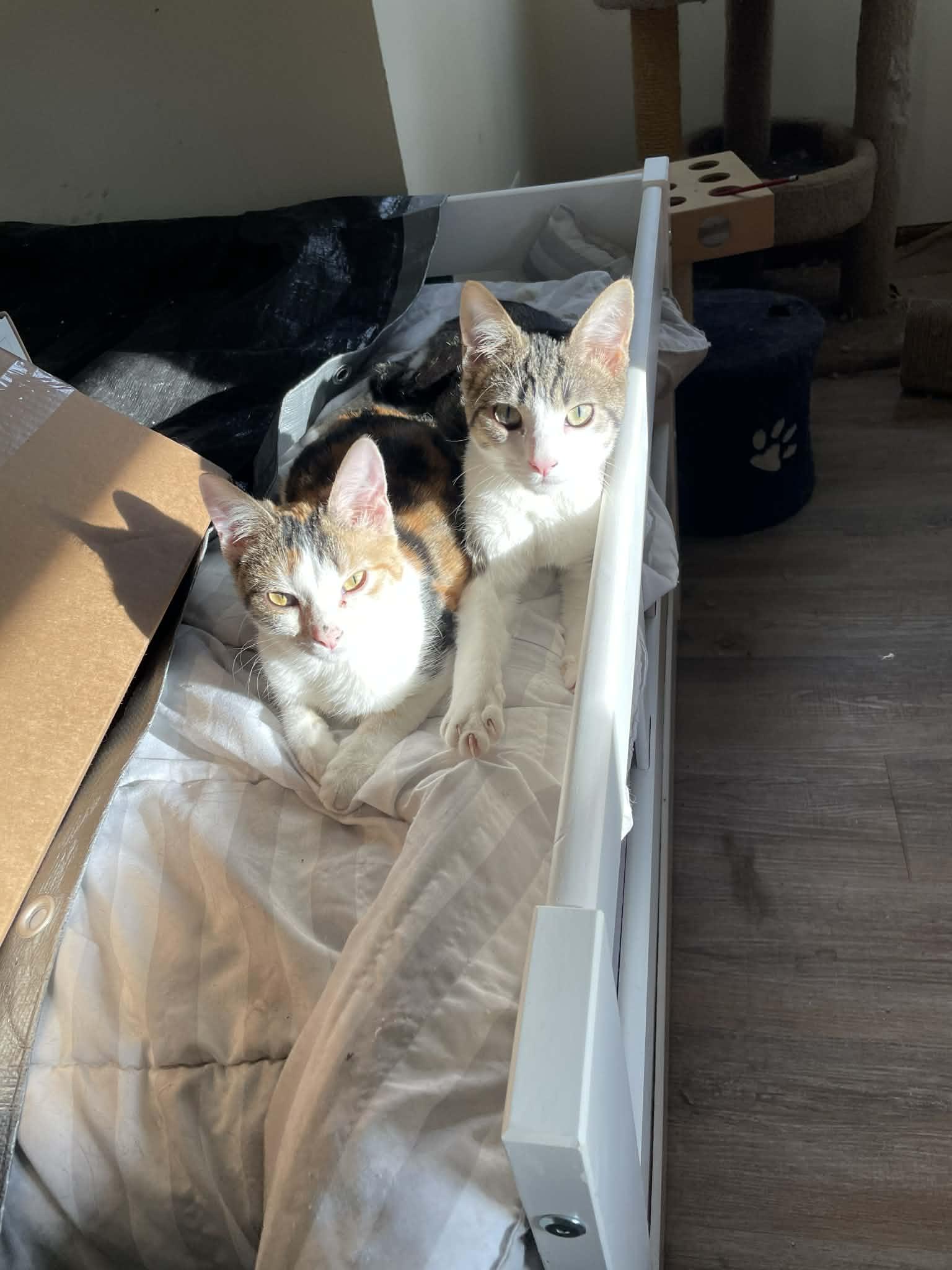 Fisher, a Adoptable Domestic Short Hair in hinckley, IL image 3/3