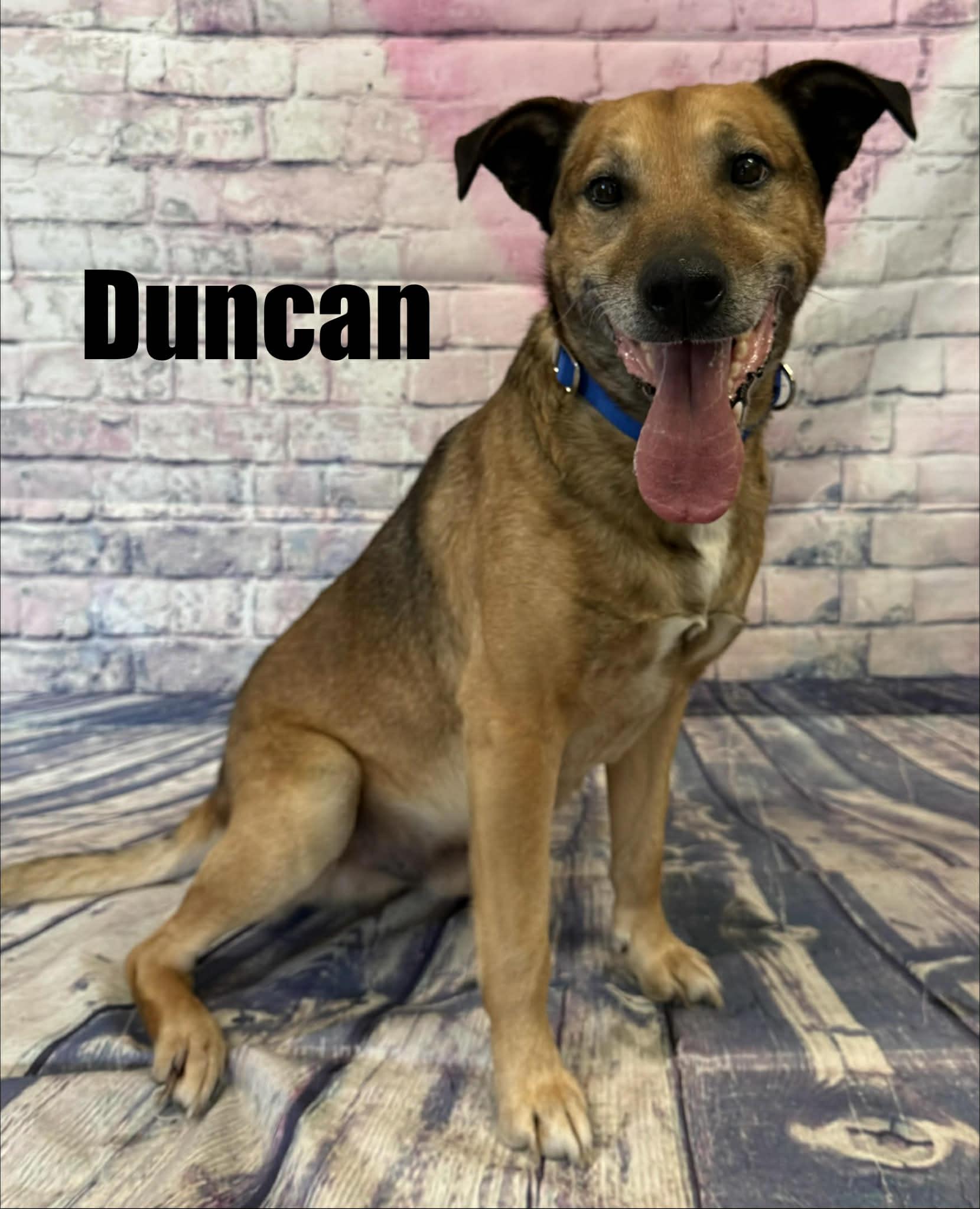 Enlarge Duncan, a ADOPTABLE mixed breed in Quincy, MI image 2/3