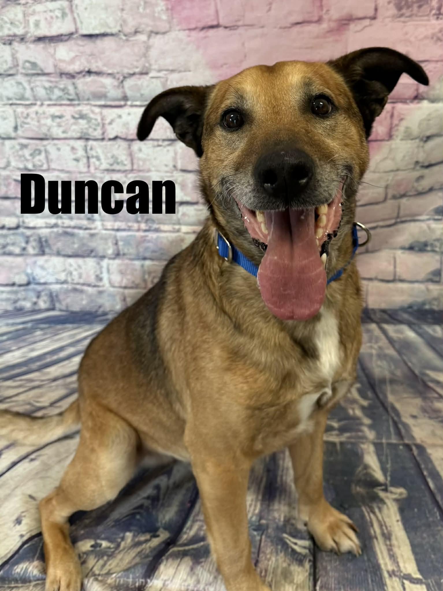 Duncan, ADOPTABLE, Adult Male Shepherd.