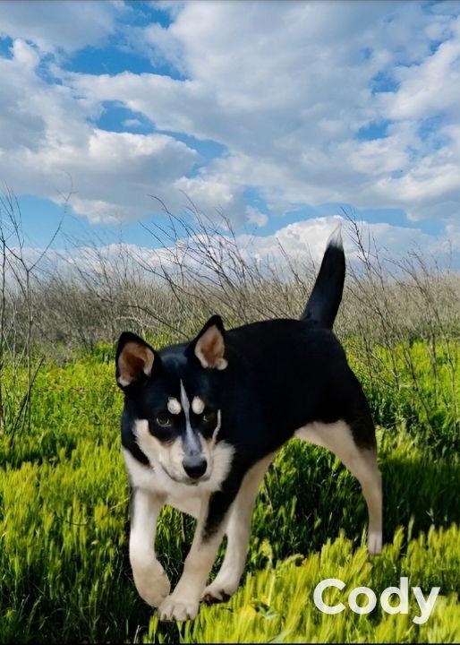 Cody, Adoptable, Puppy Male Australian Shepherd.