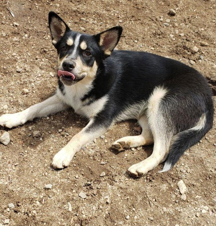 Enlarge Cody, a Adoptable Australian Shepherd in Mentone, CA image 2/3