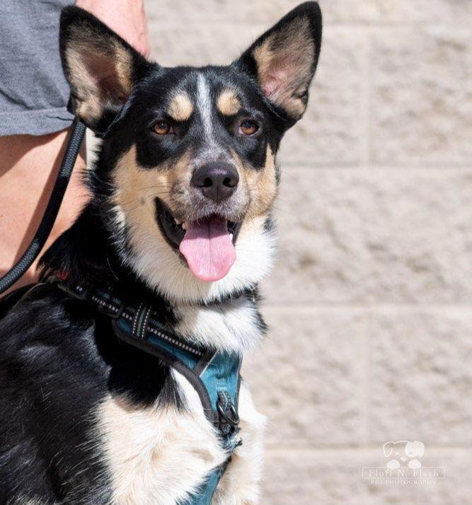 Enlarge Cody, a Adoptable Australian Shepherd in Mentone, CA image 3/3