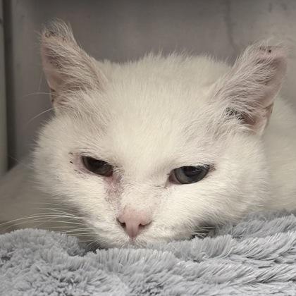 Sissy, Adoptable, Senior Female Domestic Short Hair.