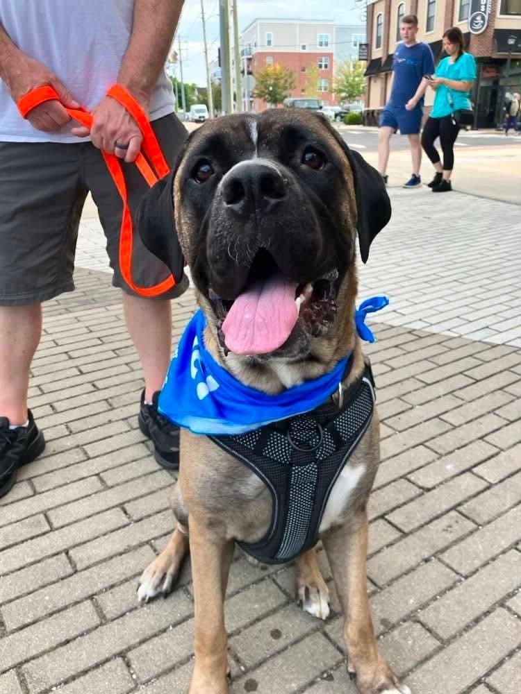 Enzo, Adoptable, Adult Male Mastiff & Mixed Breed.