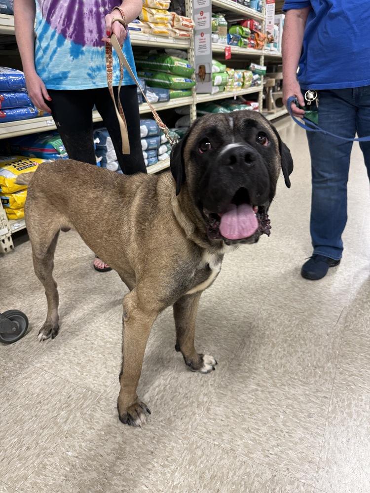 Enzo, Adoptable, Adult Male Mastiff & Mixed Breed.