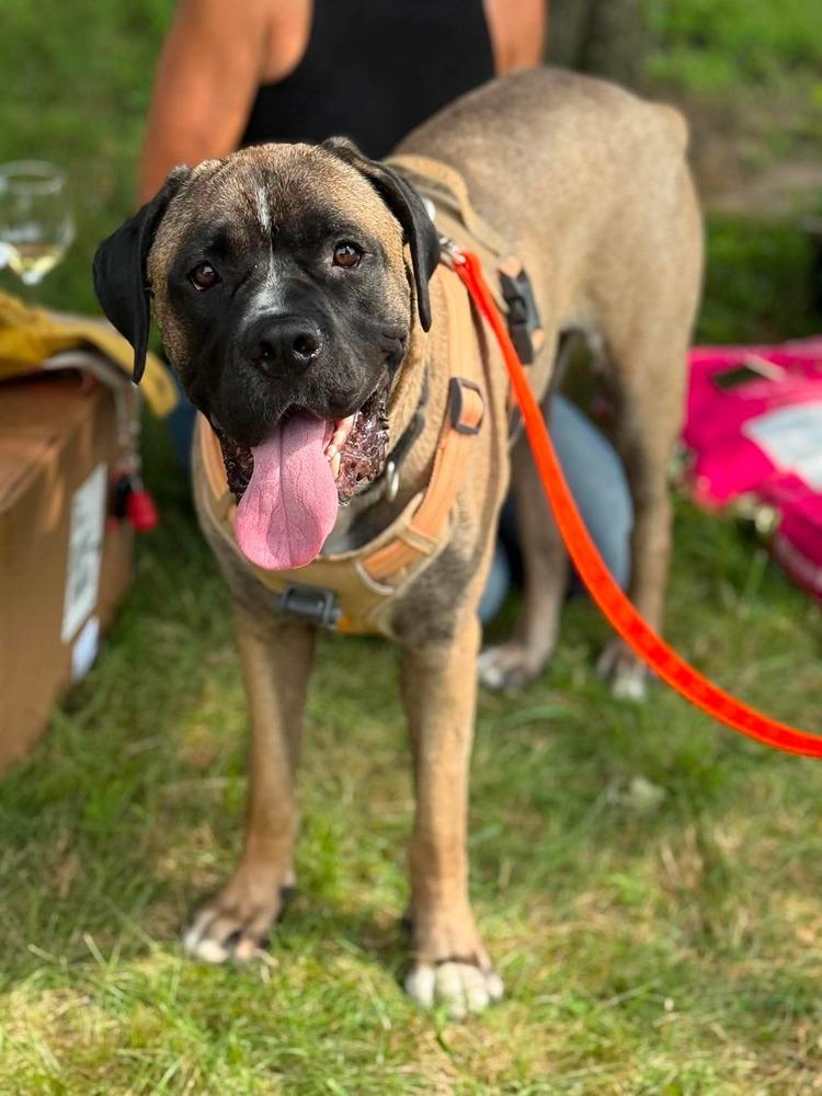 Enzo, Adoptable, Adult Male Mastiff & Mixed Breed.