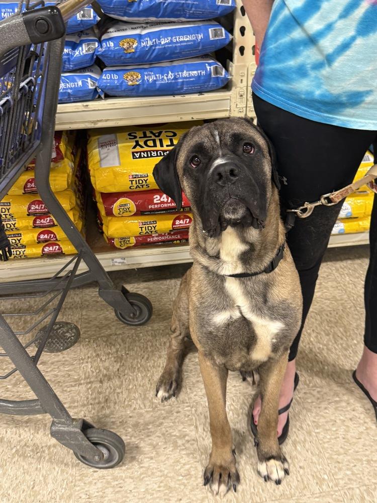 Enzo, a Adoptable mixed breed in Wenonah, NJ image 2/4