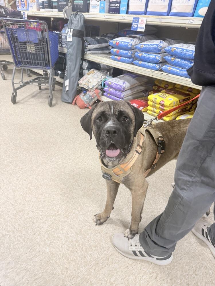 Enzo, a Adoptable mixed breed in Wenonah, NJ image 3/4