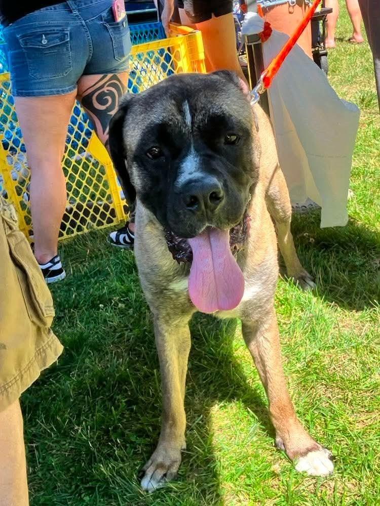 Enzo, a Adoptable mixed breed in Wenonah, NJ image 4/5