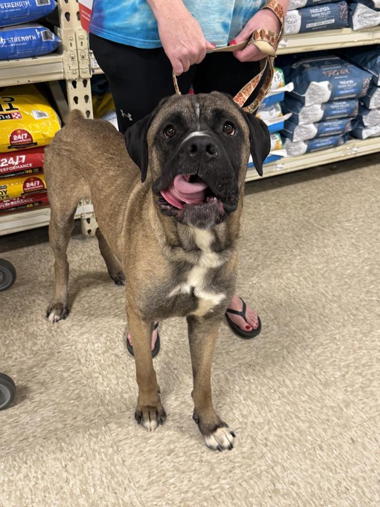 Enzo, a Adoptable mixed breed in Wenonah, NJ image 4/4