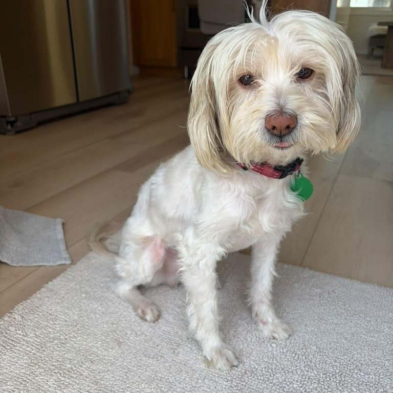 Enlarge Max, a Adoptable mixed breed in San Diego, CA image 2/4
