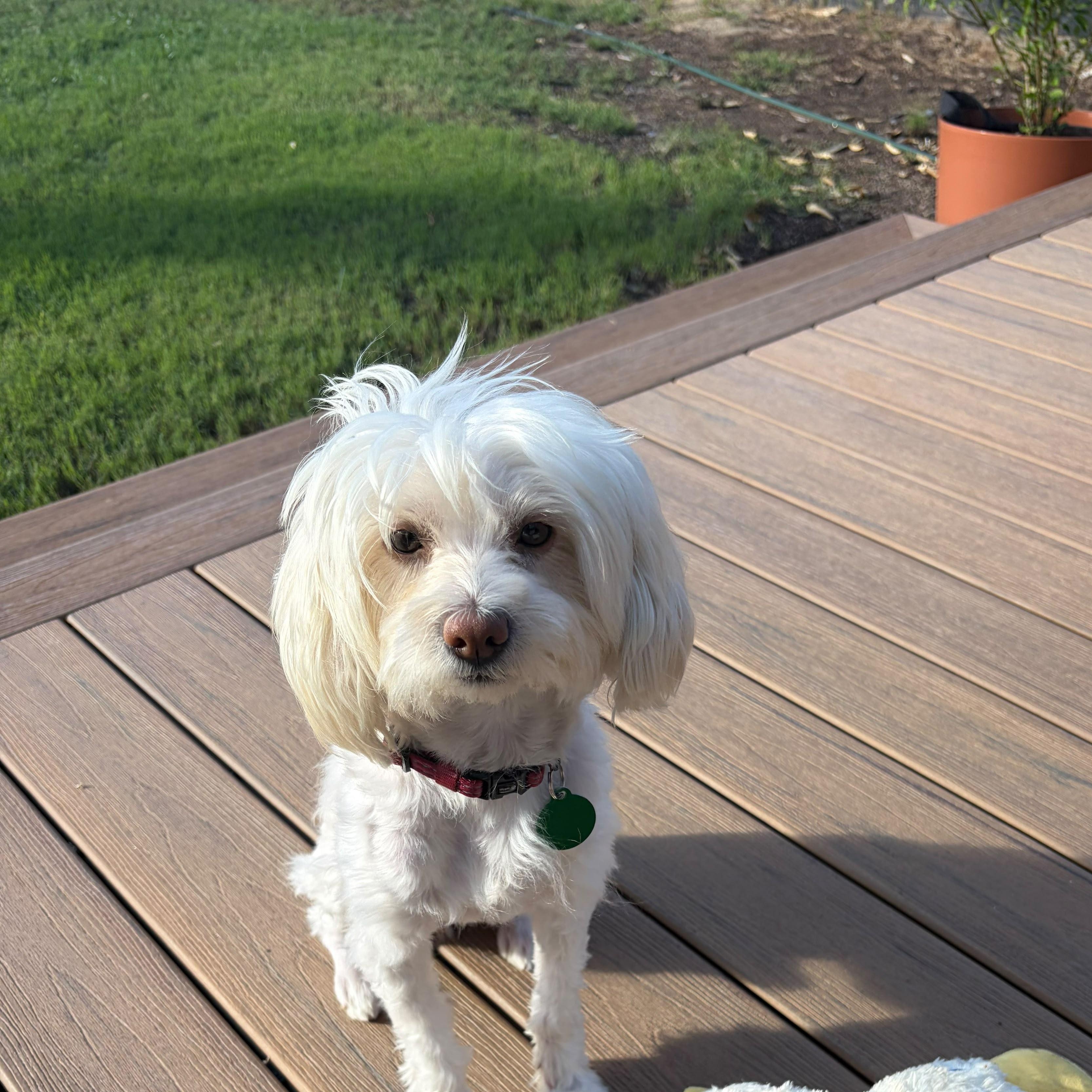 Max, Adoptable, Adult Male Maltese.