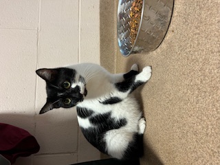 Peggy, Adult Female unknown