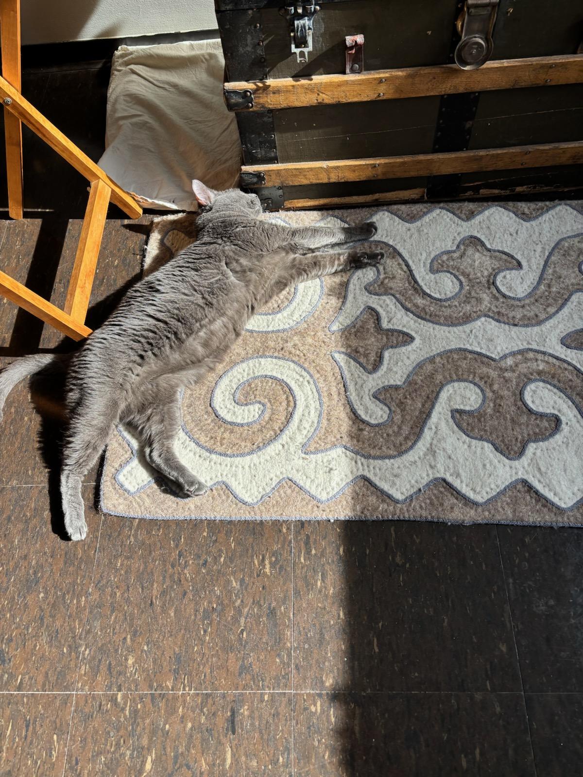 Misty, a Adoptable Domestic Short Hair in Melrose, MA image 2/6