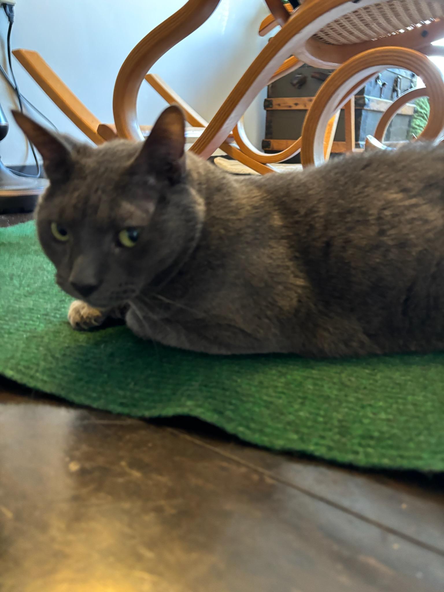 Misty, a Adoptable Domestic Short Hair in Melrose, MA image 3/6