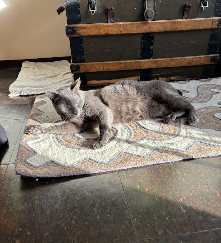 Misty, a Adoptable Domestic Short Hair in Melrose, MA image 4/6