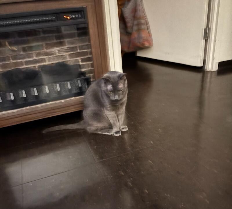 Misty, a Adoptable Domestic Short Hair in Melrose, MA image 5/6