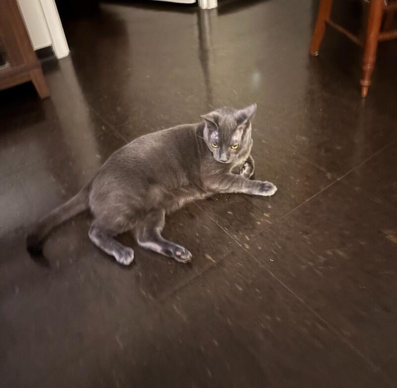 Misty, a Adoptable Domestic Short Hair in Melrose, MA image 1/6