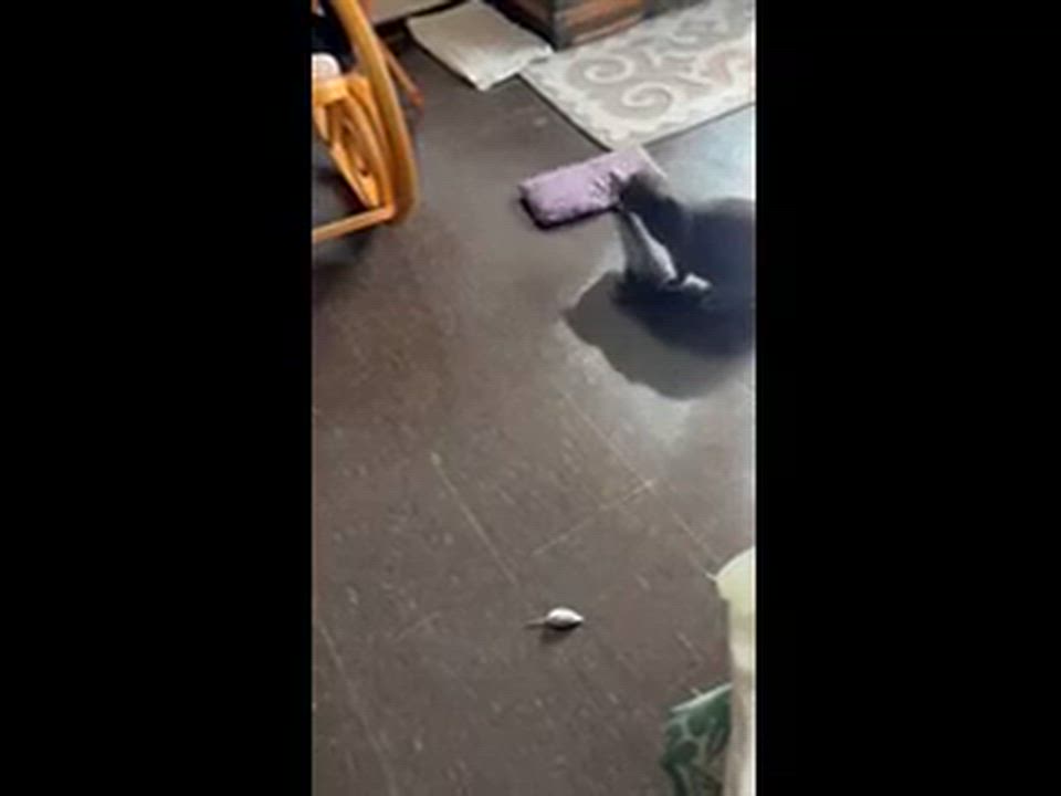 Enlarge Misty, a Adoptable Domestic Short Hair in Melrose, MA video 6/6