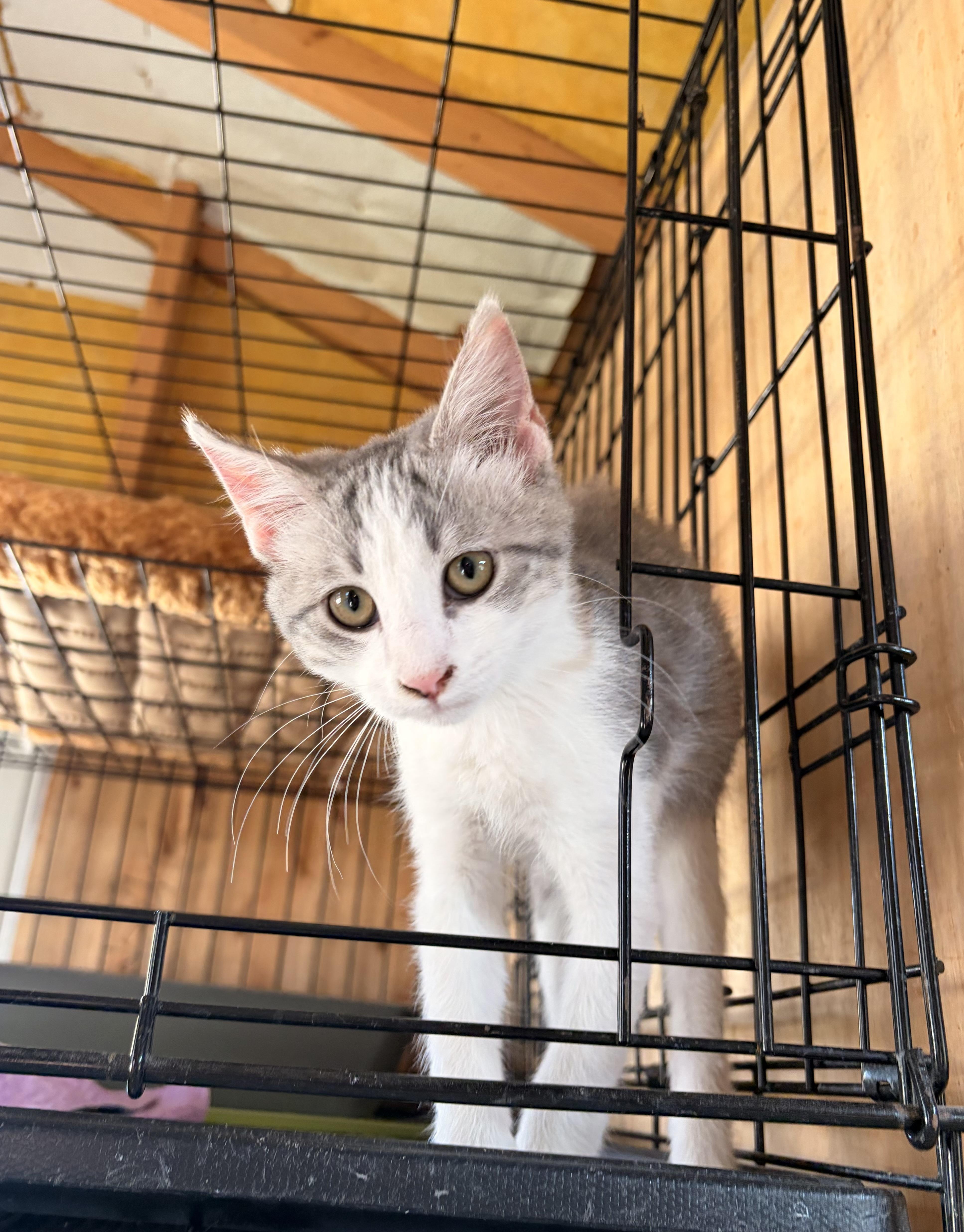 Enlarge Hardy, a Adopted Domestic Short Hair in Melbourne, AR image 1/2