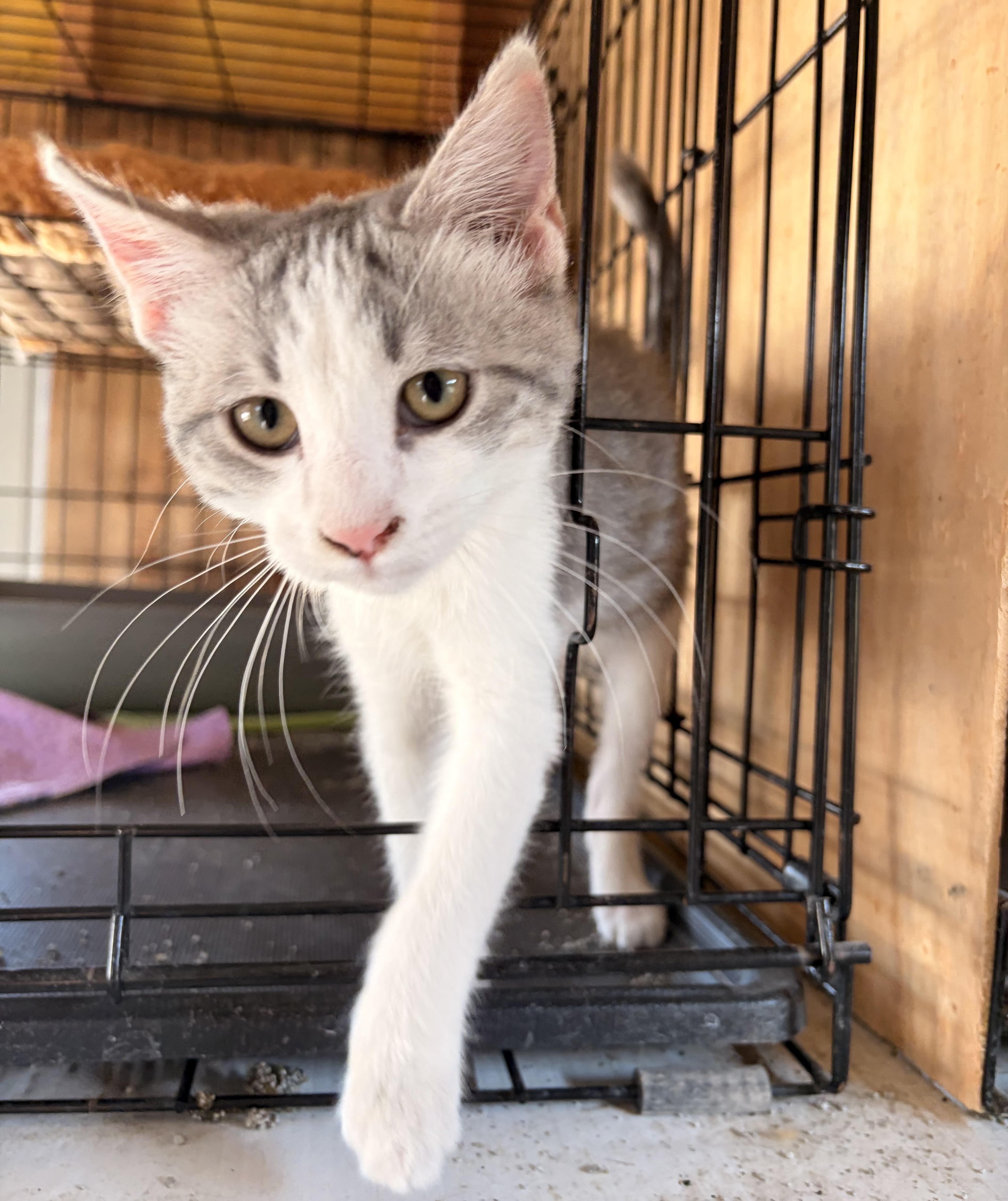 Enlarge Hardy, a Adopted Domestic Short Hair in Melbourne, AR image 2/2