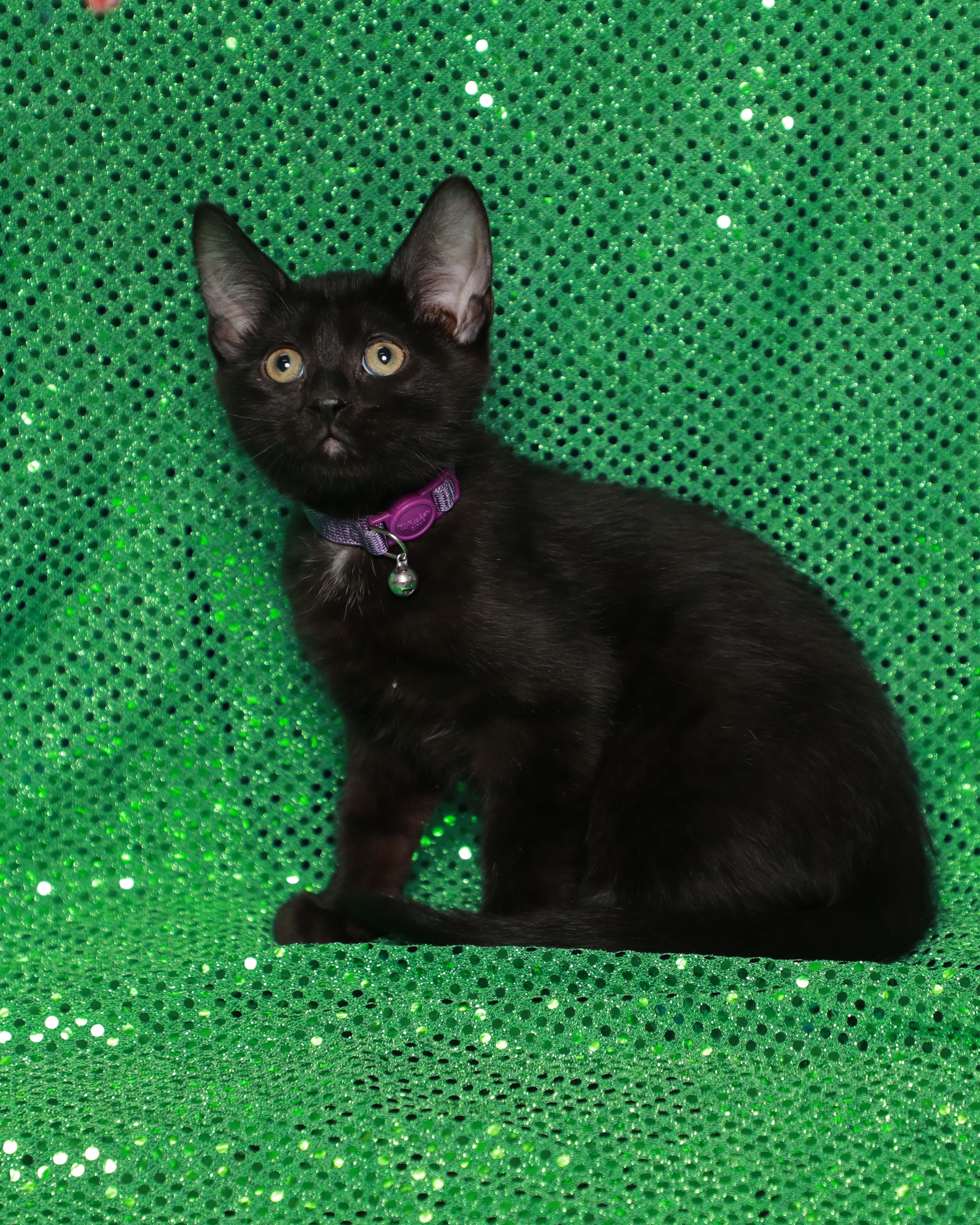 Enlarge Spot, a Adopted Domestic Short Hair in Rock Falls, IL image 4/4