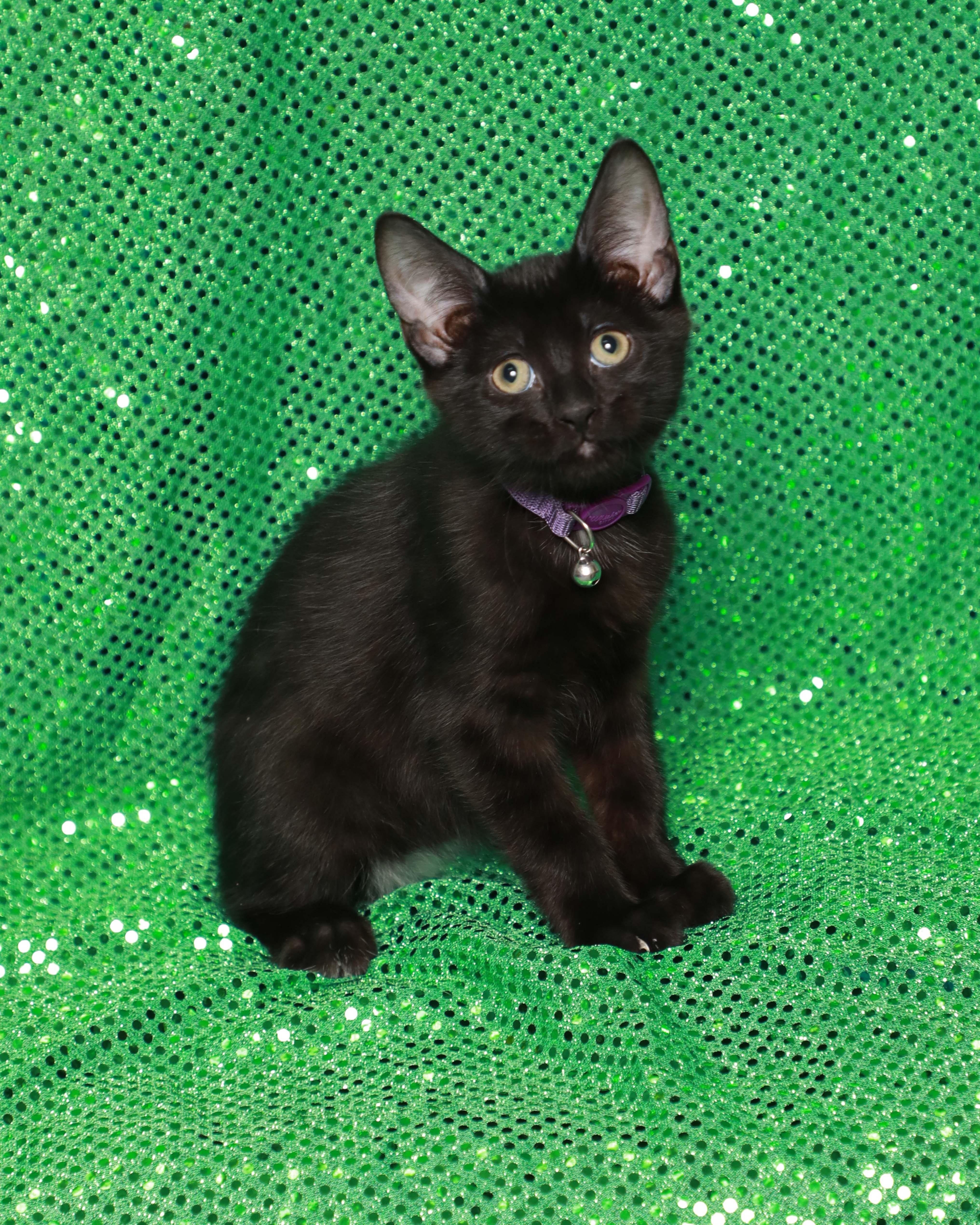 Enlarge Spot, a Adopted Domestic Short Hair in Rock Falls, IL image 1/4