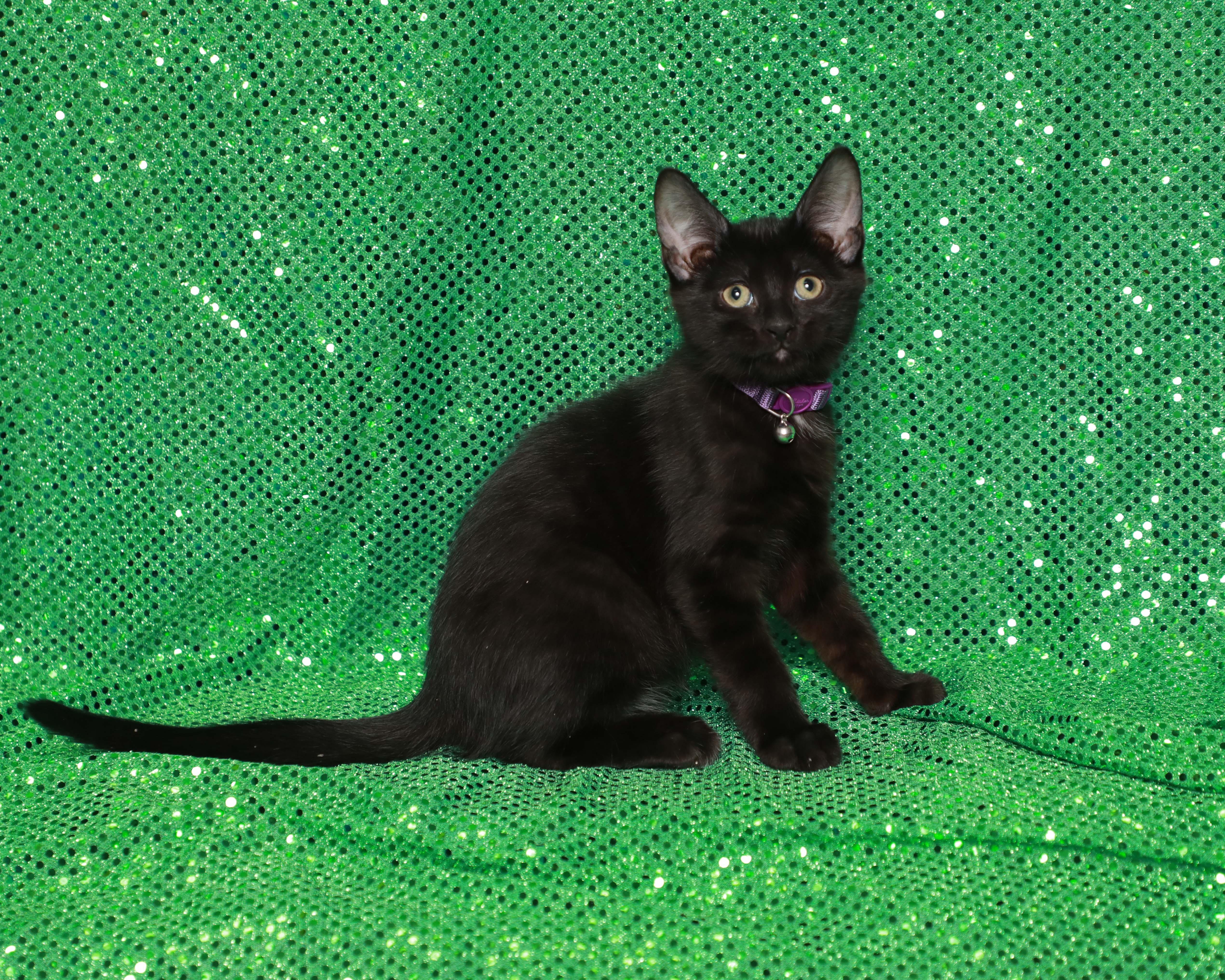 Enlarge Spot, a Adopted Domestic Short Hair in Rock Falls, IL image 2/4