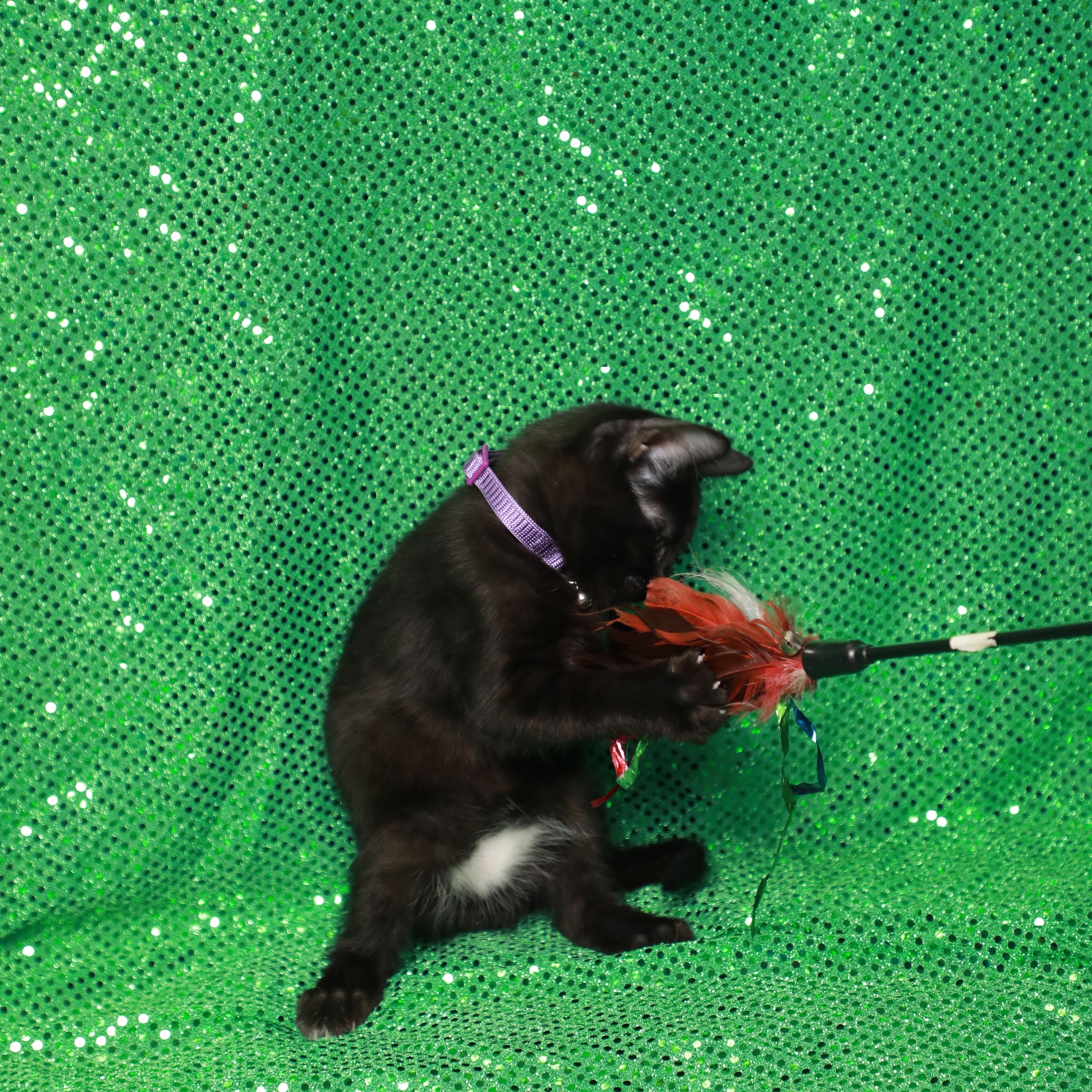 Enlarge Spot, a Adopted Domestic Short Hair in Rock Falls, IL image 3/4