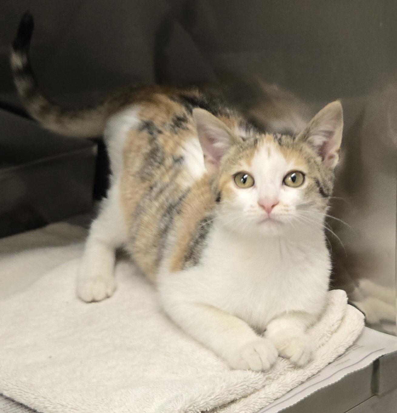 Emberly, Adoptable, Kitten Female Domestic Short Hair.