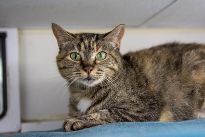 Emperatriz, Adoptable, Adult Female Domestic Short Hair & Domestic Short Hair.