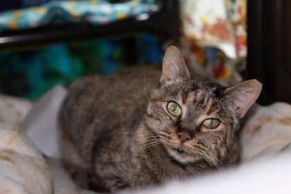 Enlarge Emperatriz, a Adoptable Domestic Short Hair in Ringoes, NJ image 2/3