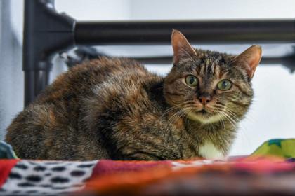 Enlarge Emperatriz, a Adoptable Domestic Short Hair in Ringoes, NJ image 3/3