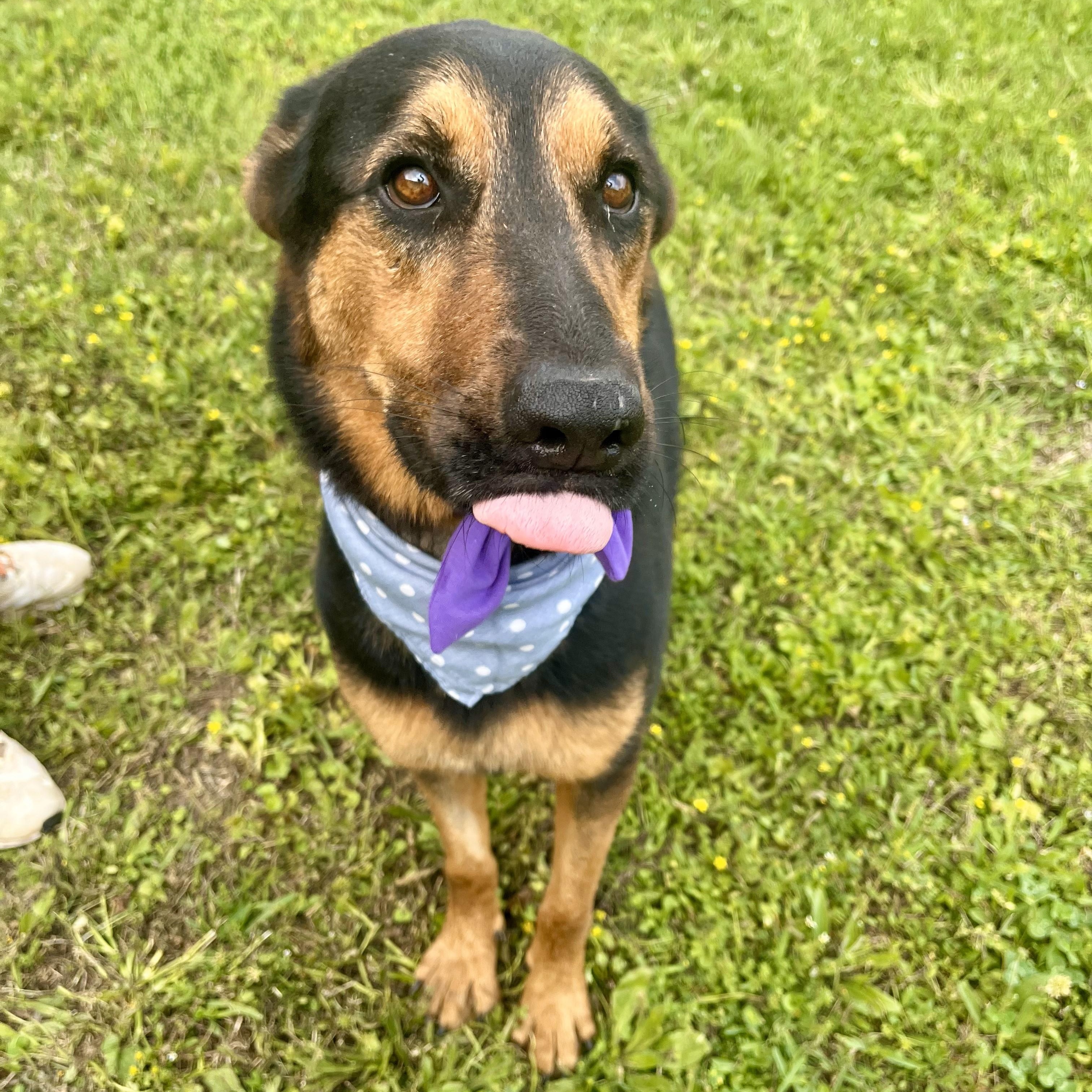 Honeydew — thumbnail 4