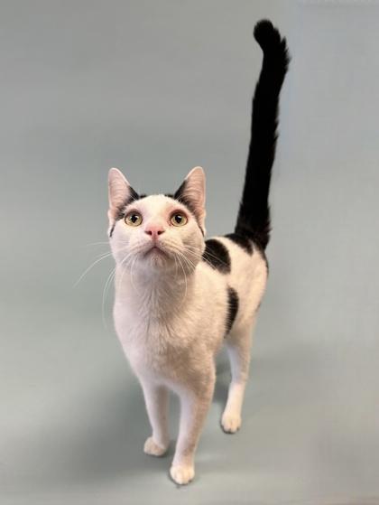 Enlarge Snowflake, a Adoptable mixed breed in Irving, TX image 1/3