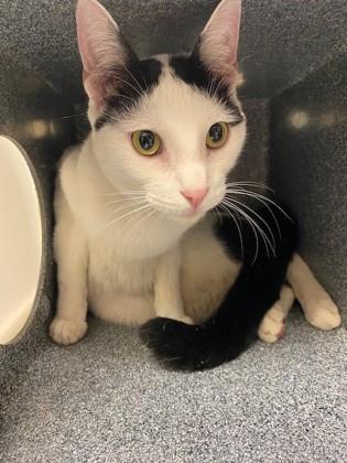 Enlarge Snowflake, a Adoptable mixed breed in Irving, TX image 2/3