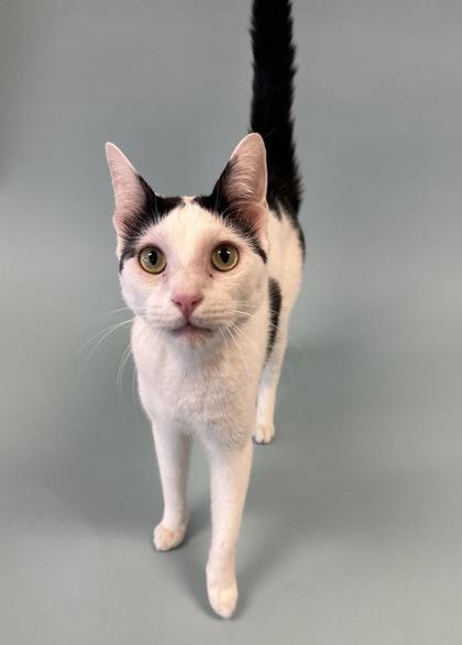 Enlarge Snowflake, a Adoptable mixed breed in Irving, TX image 3/3