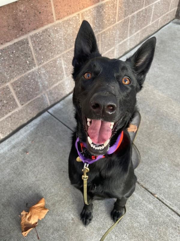 Rinaldo, a Adoptable mixed breed in Dublin, CA image 1/3