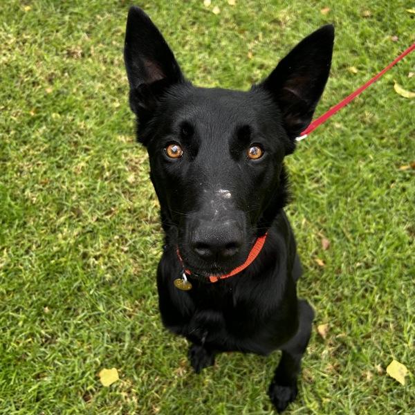 Rinaldo, a Adoptable mixed breed in Dublin, CA image 3/3