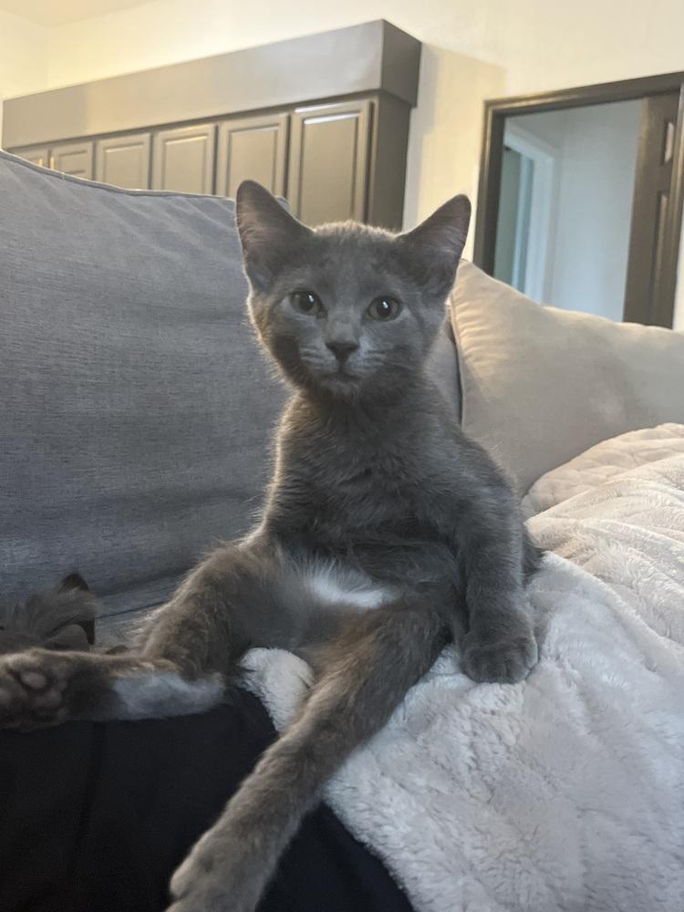 Ahsoka, a Adoptable mixed breed in Brandon, FL image 2/6