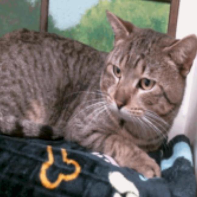 Thomas Houston, a Adoptable Domestic Short Hair in Denver, CO image 2/3