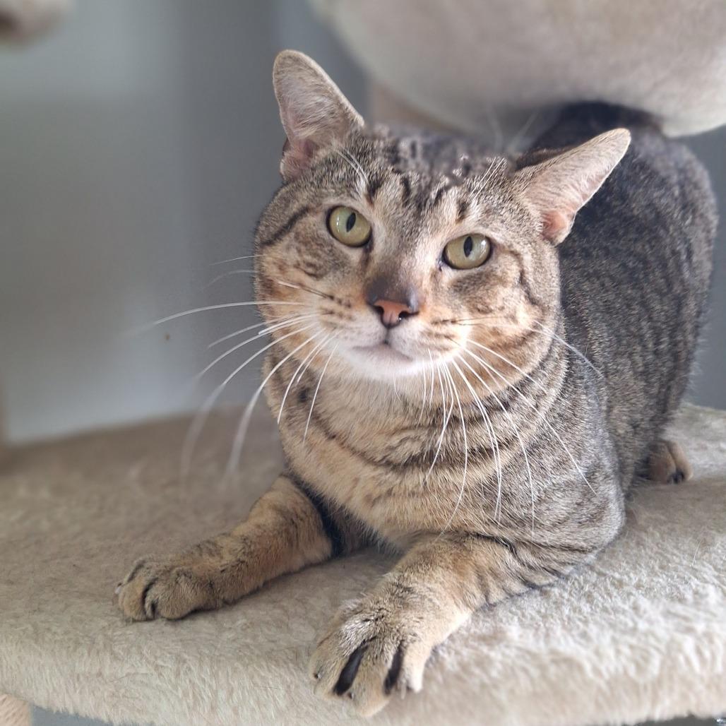Thomas Houston, a Adoptable Domestic Short Hair in Denver, CO image 3/3