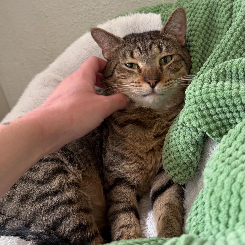 Enlarge Thomas Houston, a Adoptable Domestic Short Hair in Denver, CO image 4/6
