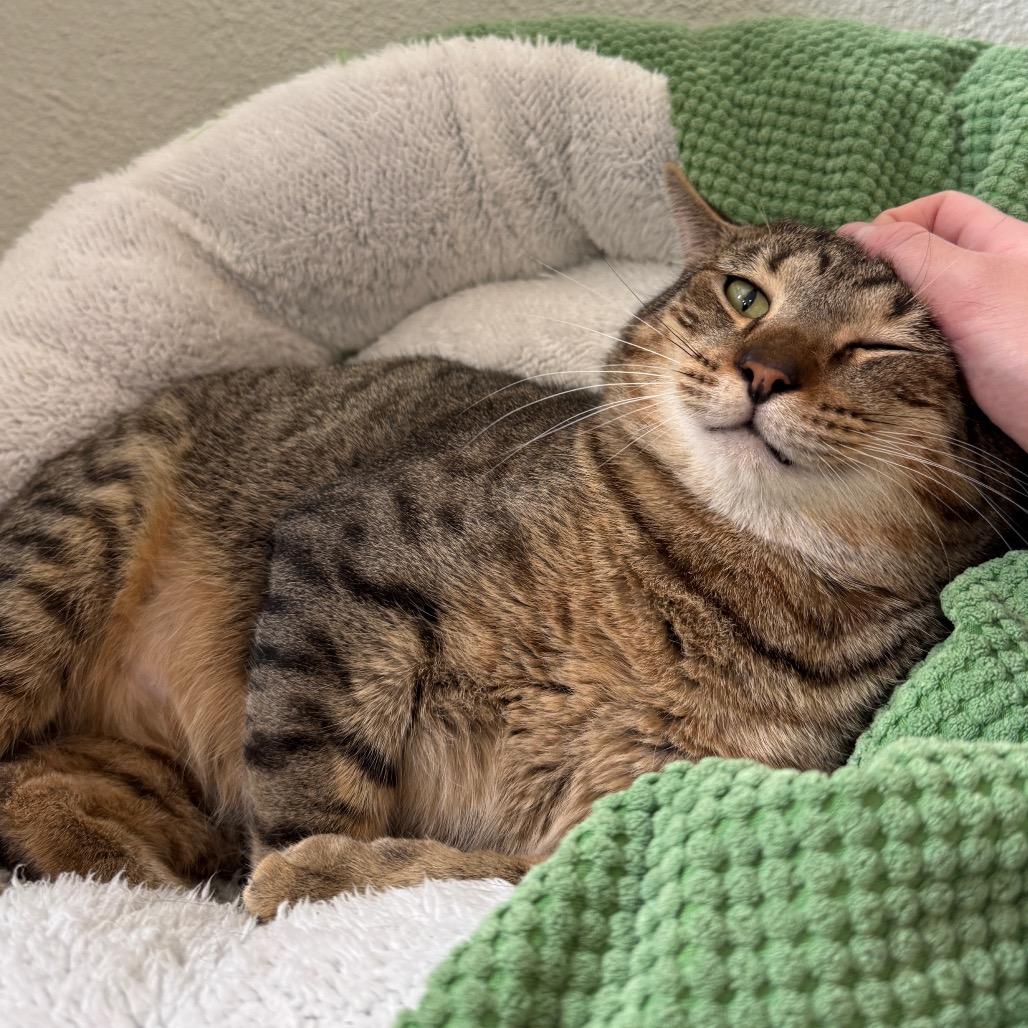 Enlarge Thomas Houston, a Adoptable Domestic Short Hair in Denver, CO image 5/6