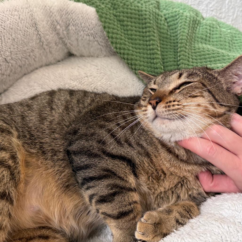 Enlarge Thomas Houston, a Adoptable Domestic Short Hair in Denver, CO image 6/6