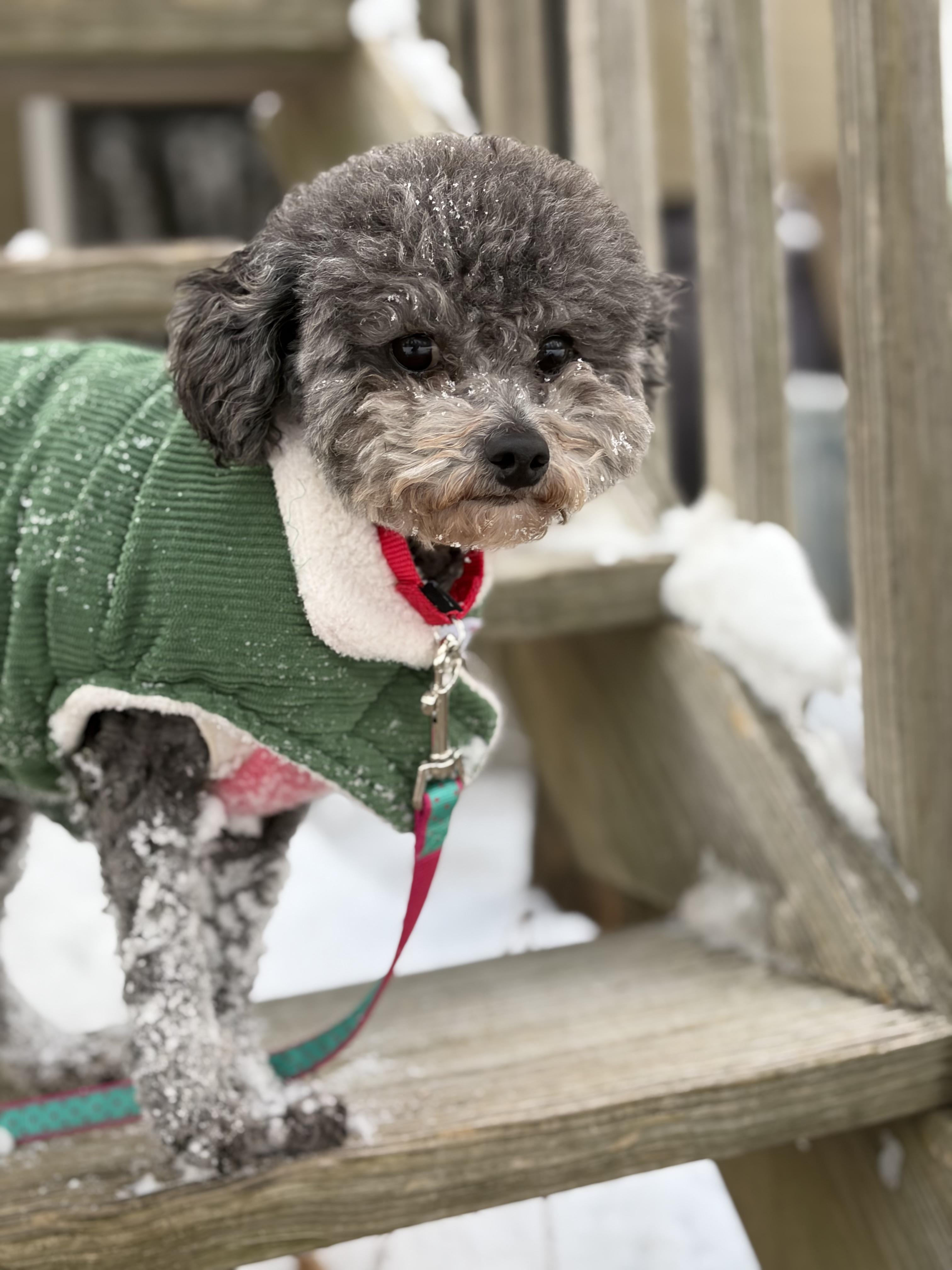 Enlarge Luci , a ADOPTABLE Poodle (Toy) in Thornwood, NY image 4/6